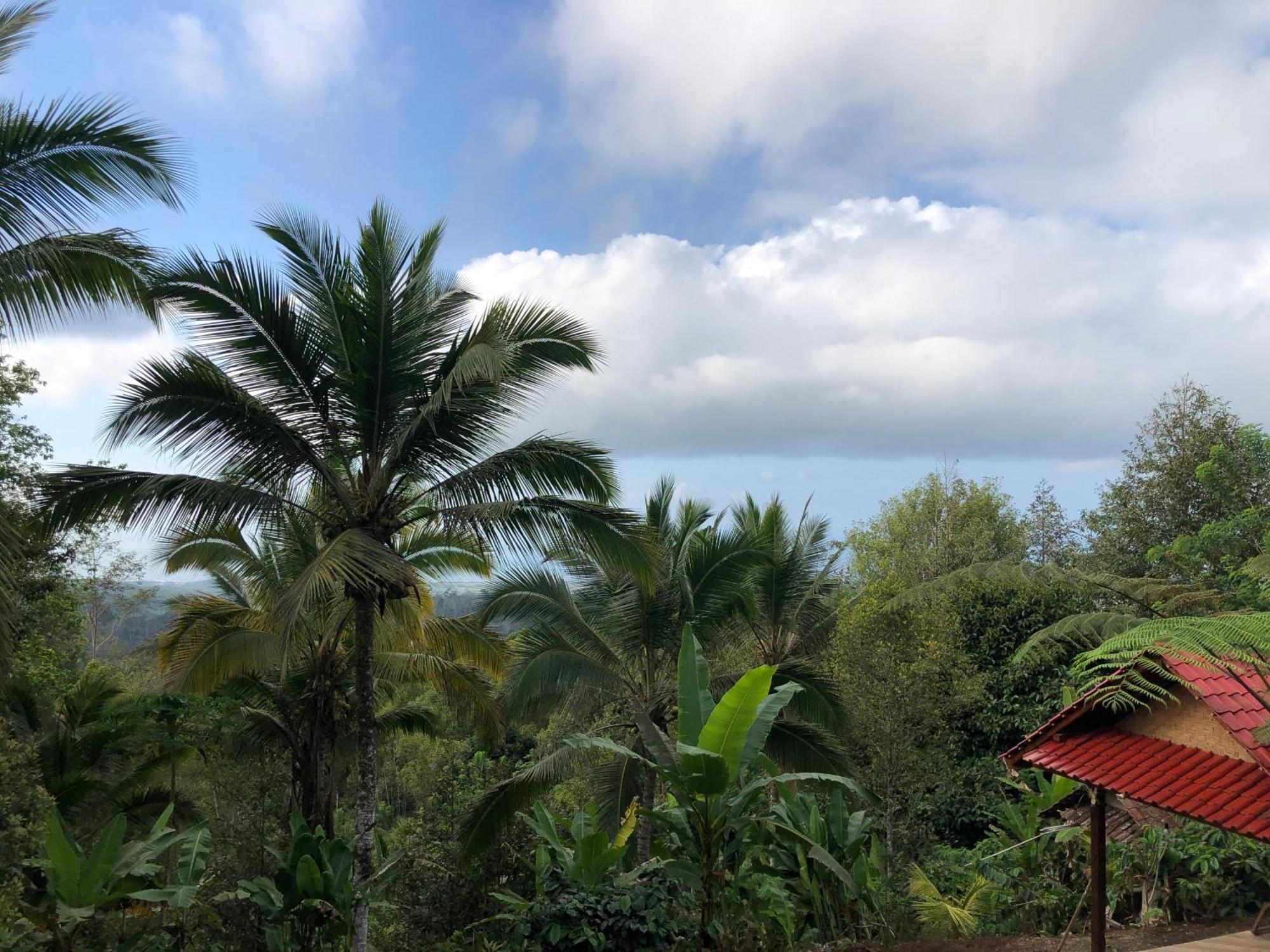 Farm stay Sedana Yoga *